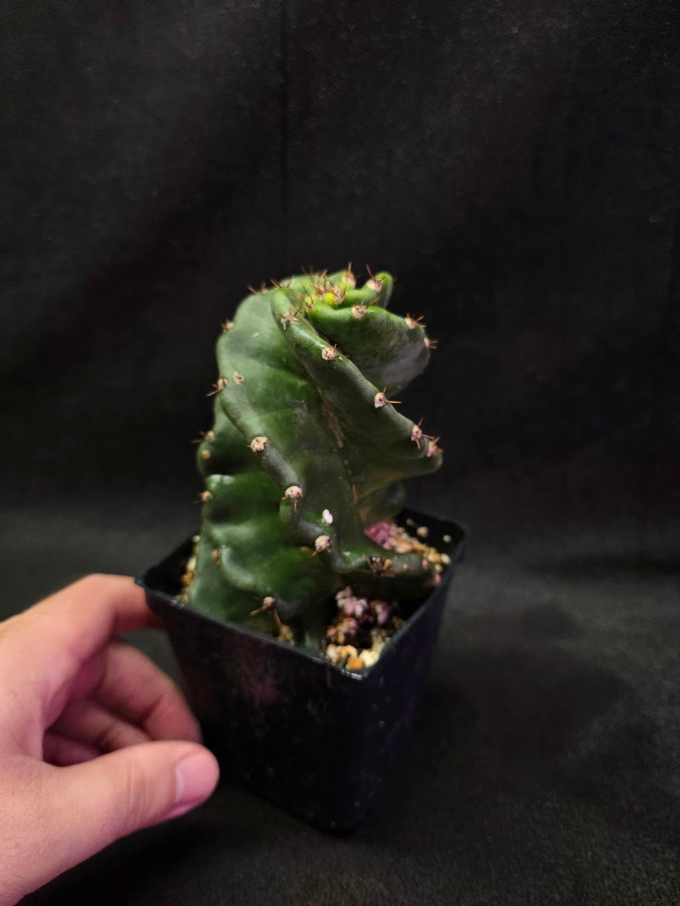 Spiral Cactus #03
