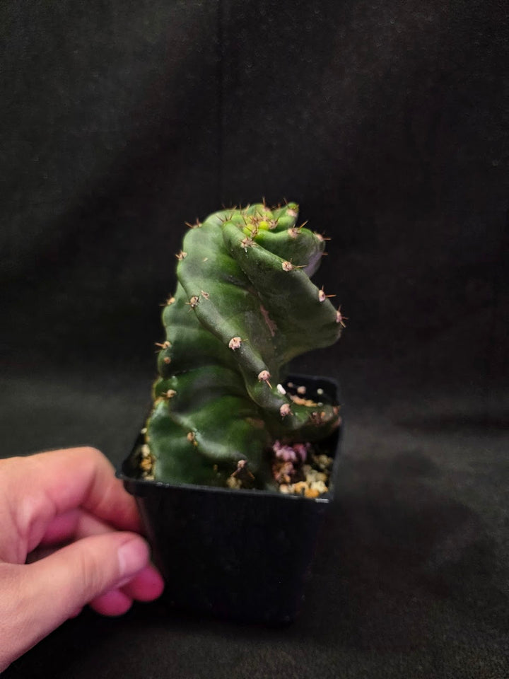 Spiral Cactus #03