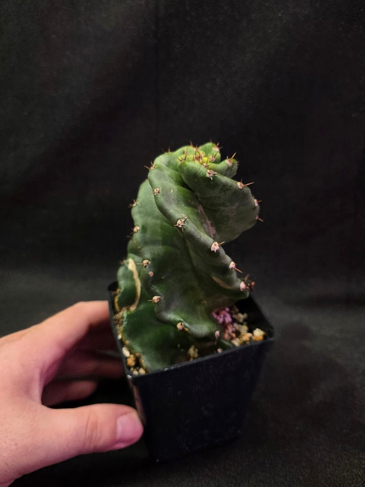 Spiral Cactus #03