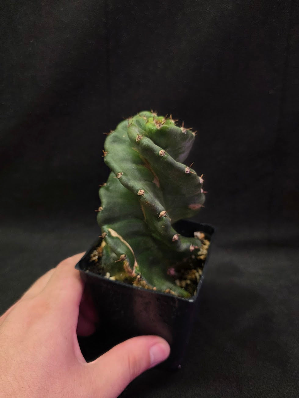 Spiral Cactus #03