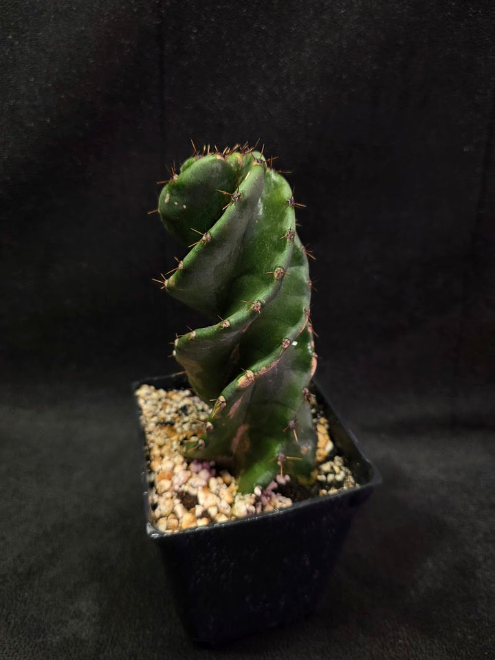 Spiral Cactus #04