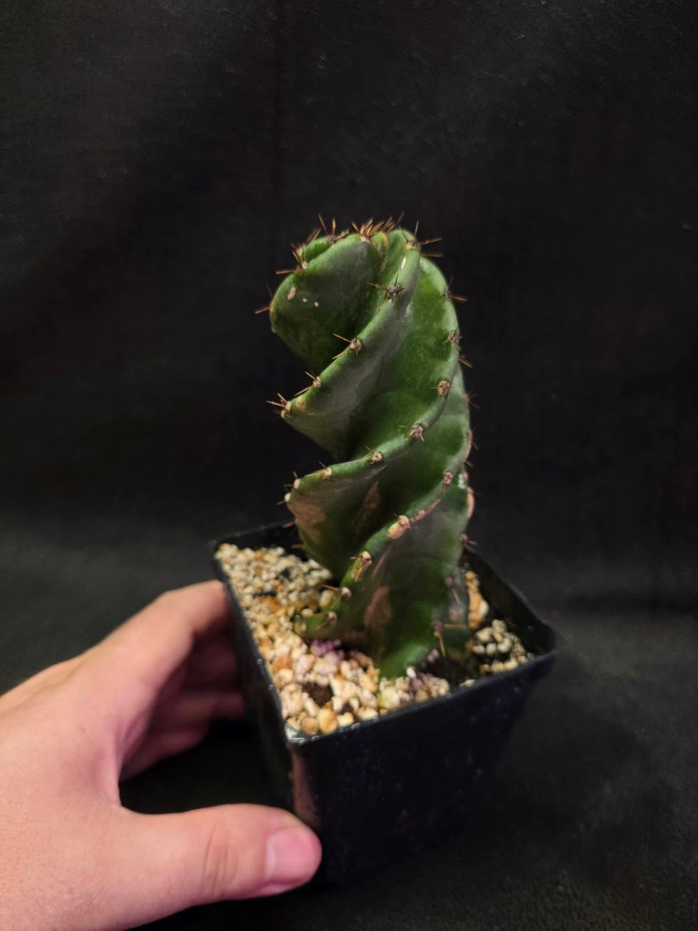 Spiral Cactus #04