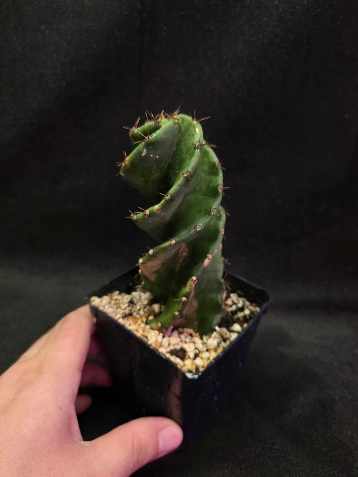 Spiral Cactus #04