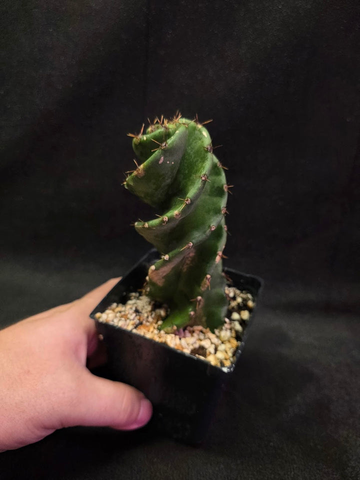 Spiral Cactus #04