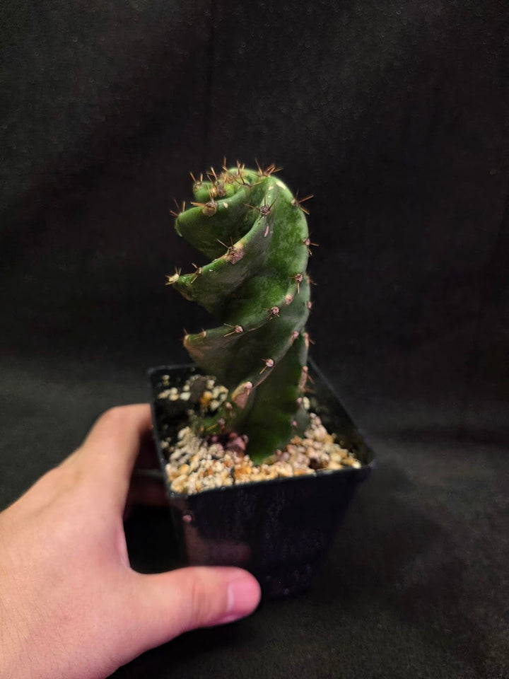 Spiral Cactus #04