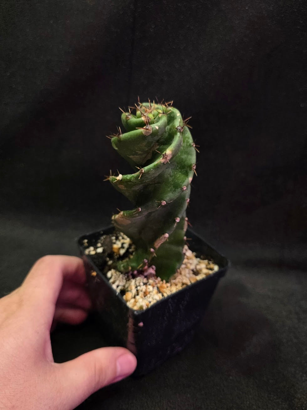 Spiral Cactus #04