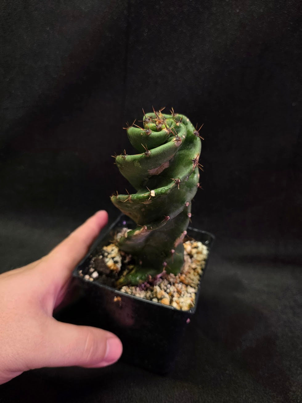 Spiral Cactus #04