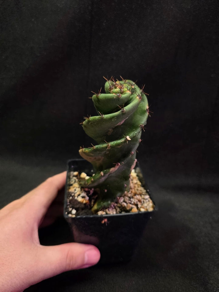 Spiral Cactus #04