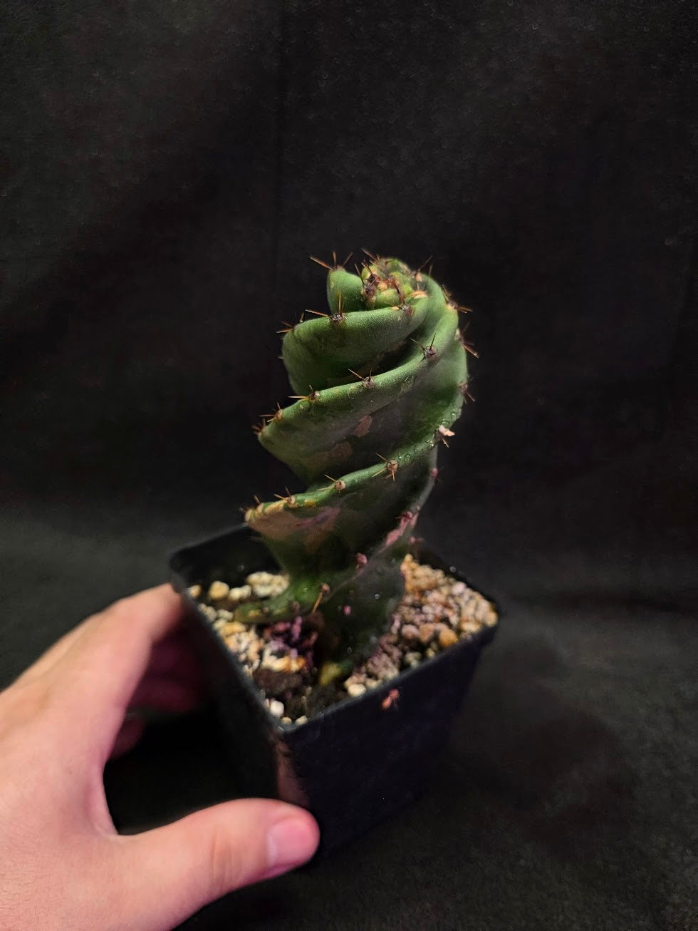 Spiral Cactus #04