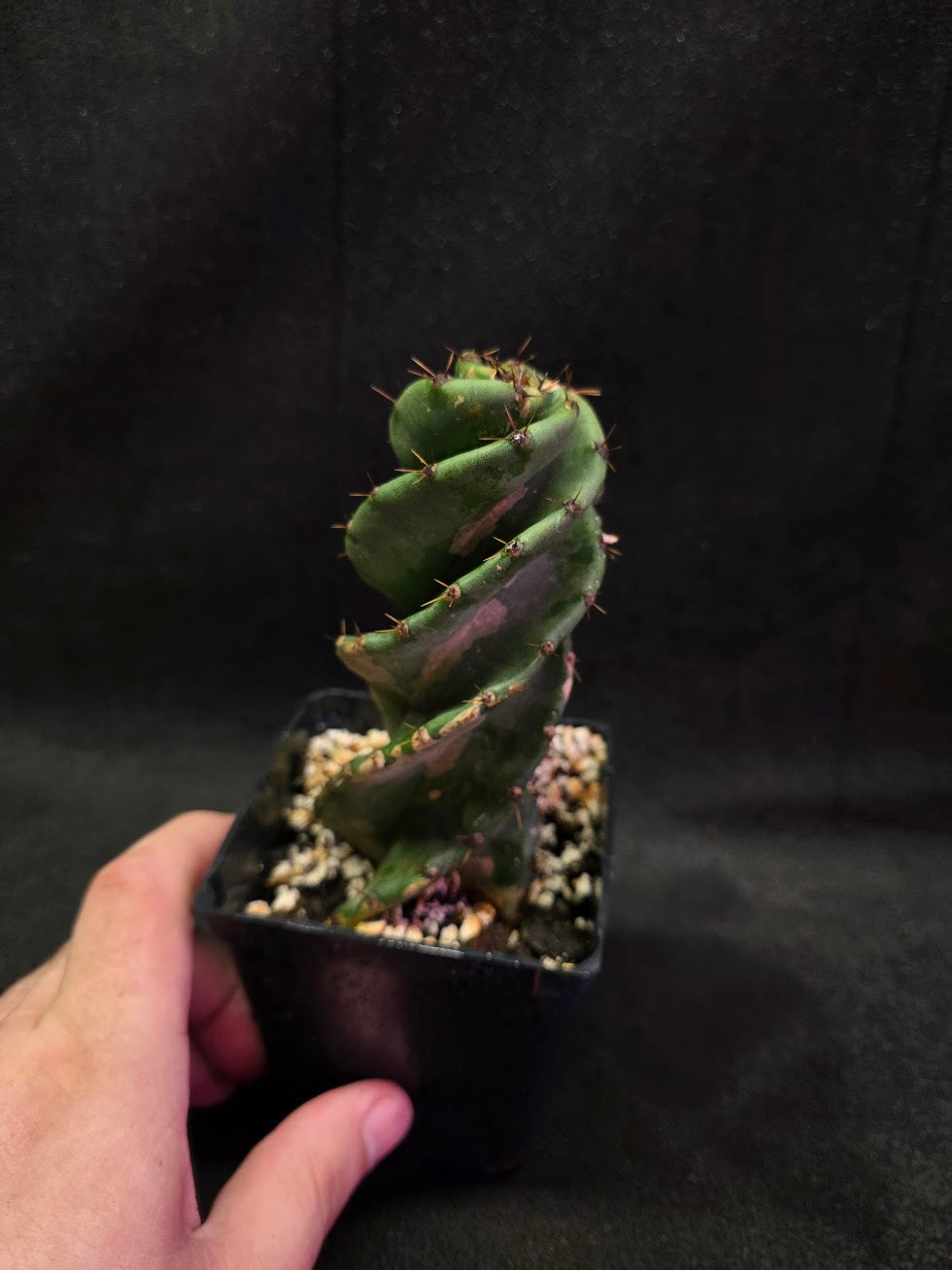 Spiral Cactus #04