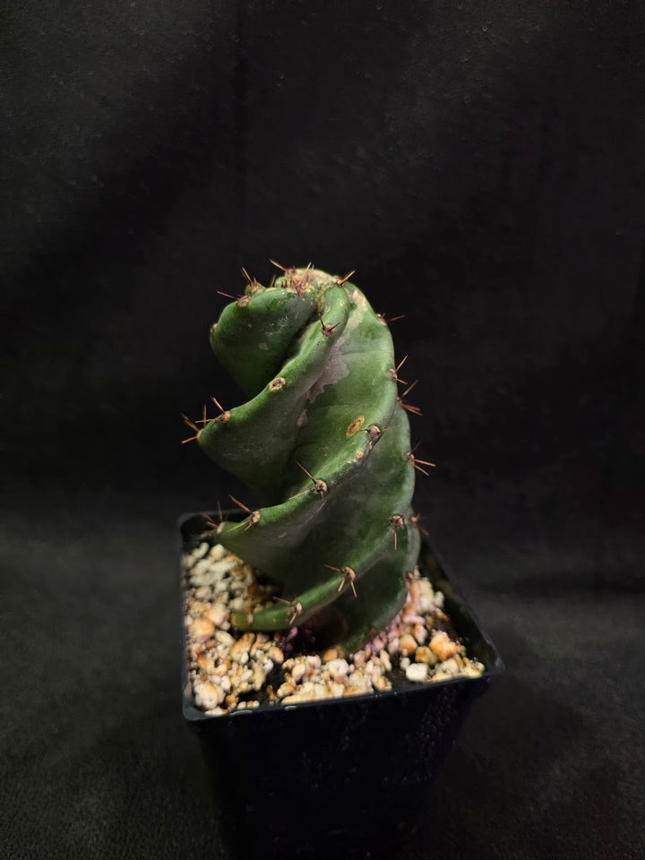 Spiral Cactus #05