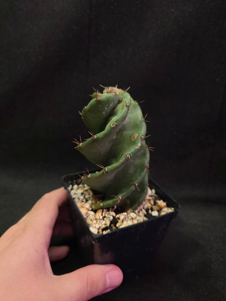 Spiral Cactus #05