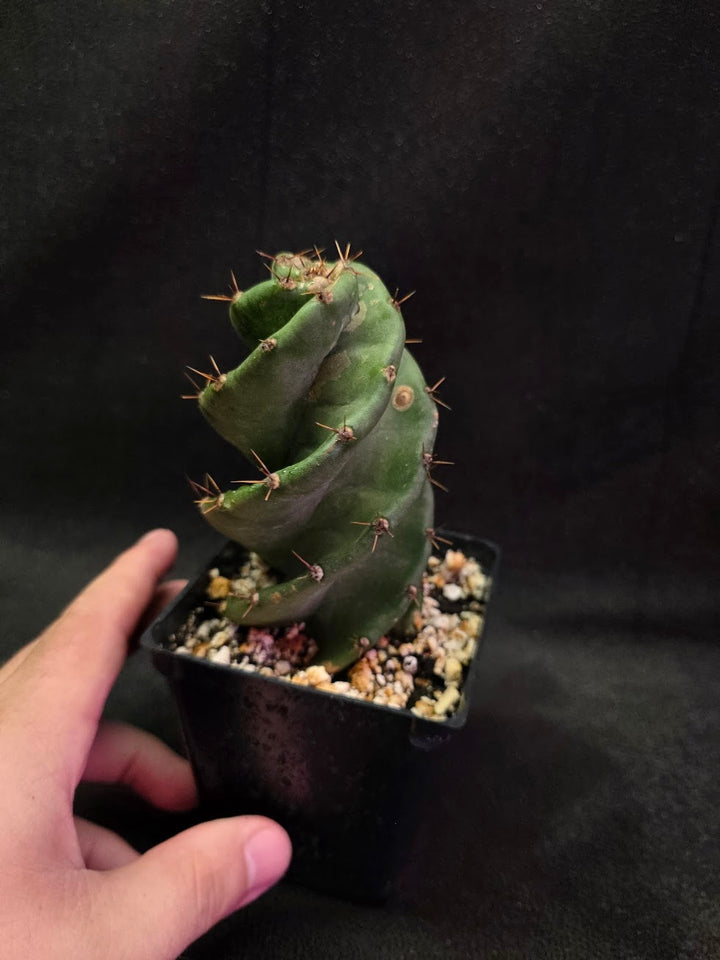 Spiral Cactus #05