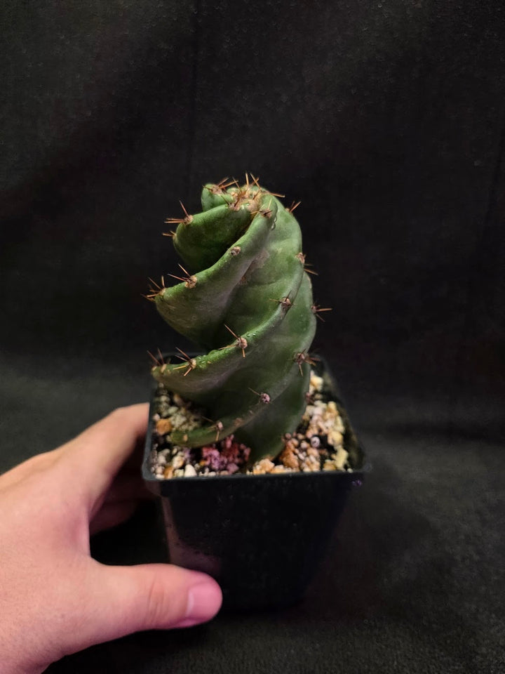 Spiral Cactus #05