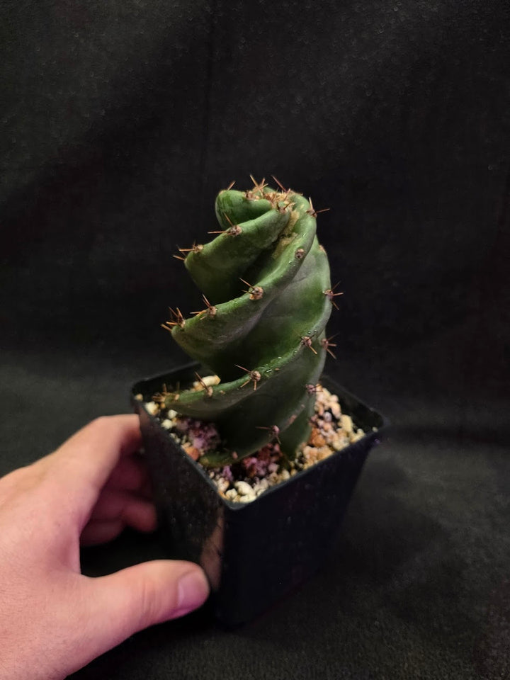 Spiral Cactus #05