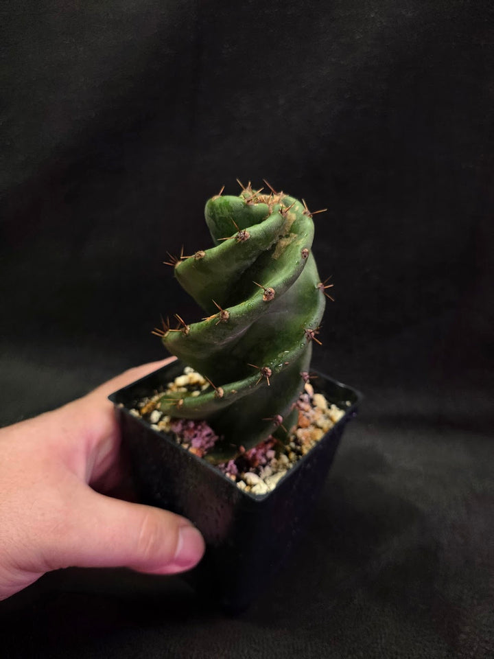 Spiral Cactus #05