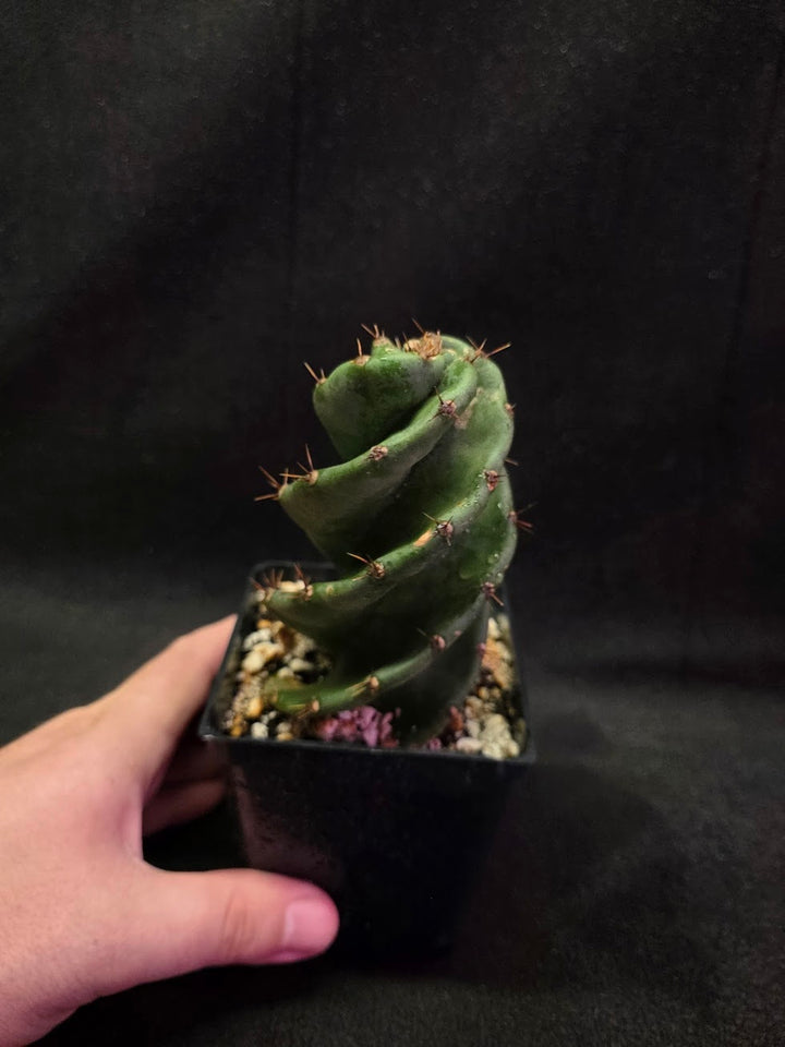 Spiral Cactus #05