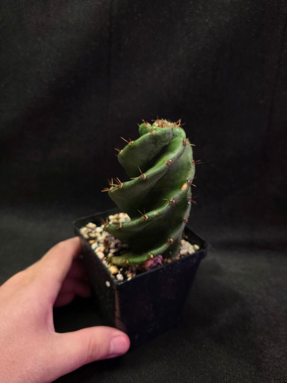 Spiral Cactus #05
