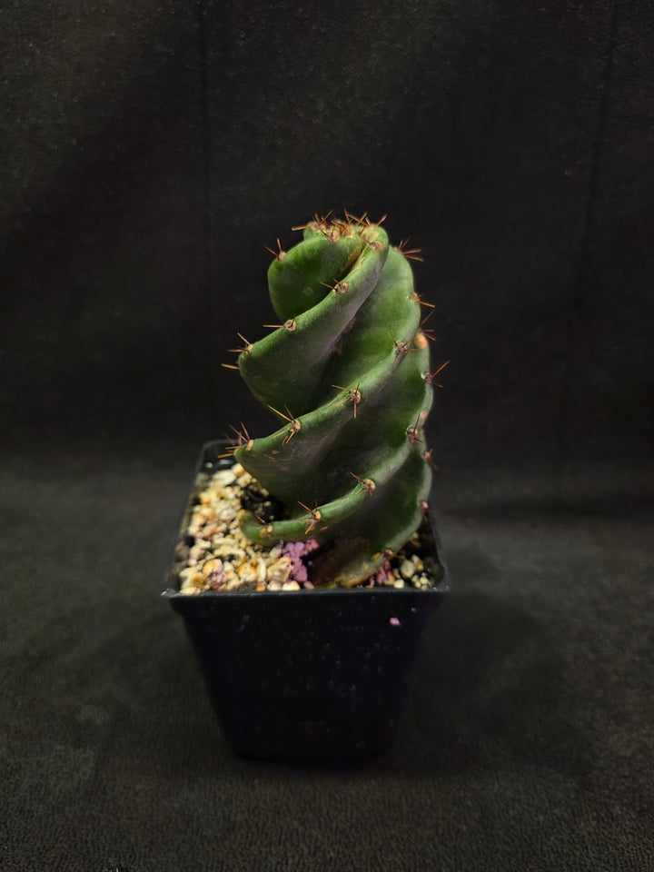 Spiral Cactus #05