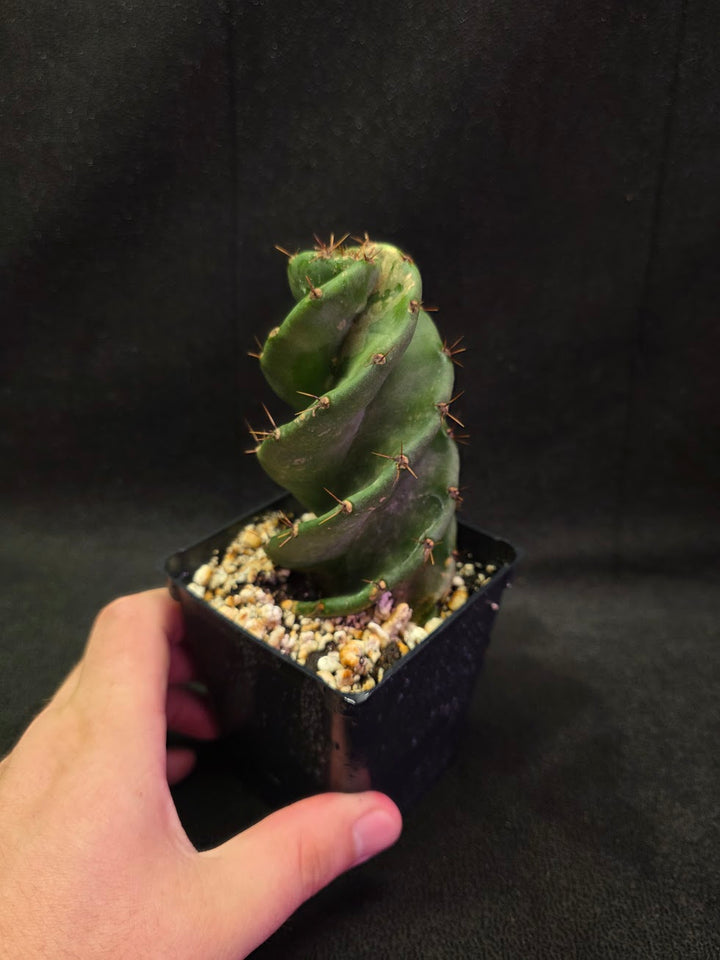 Spiral Cactus #05