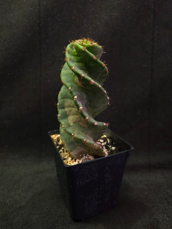 Spiral Cactus #06