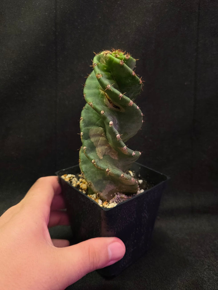 Spiral Cactus #06