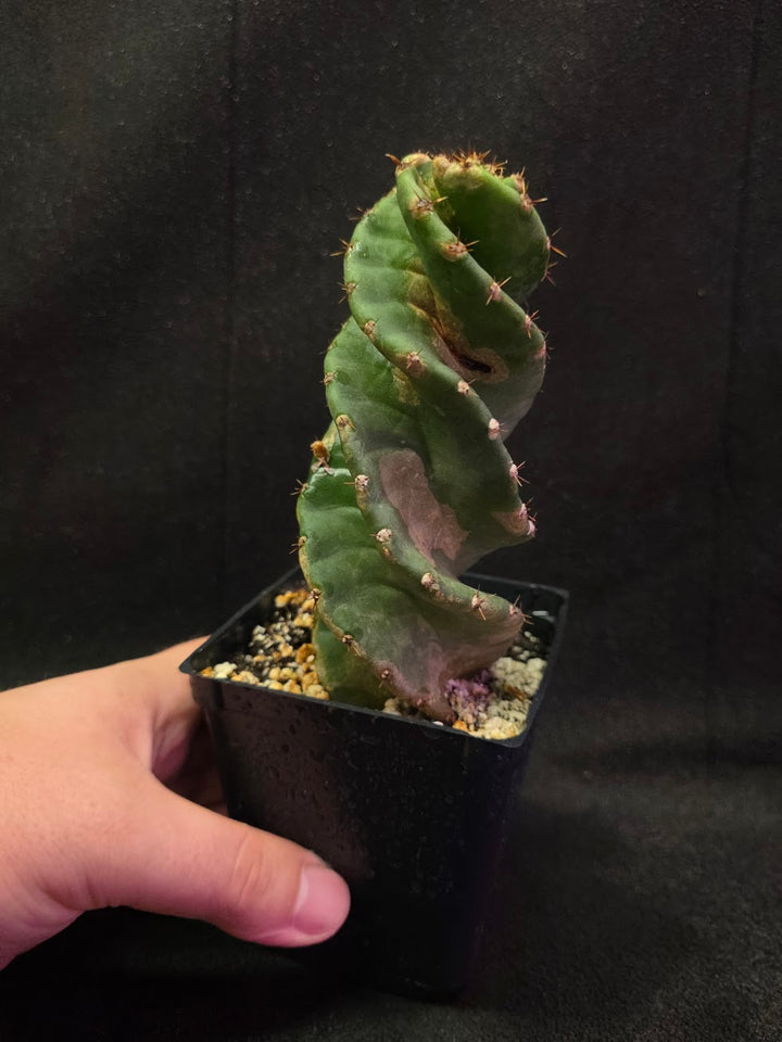 Spiral Cactus #06