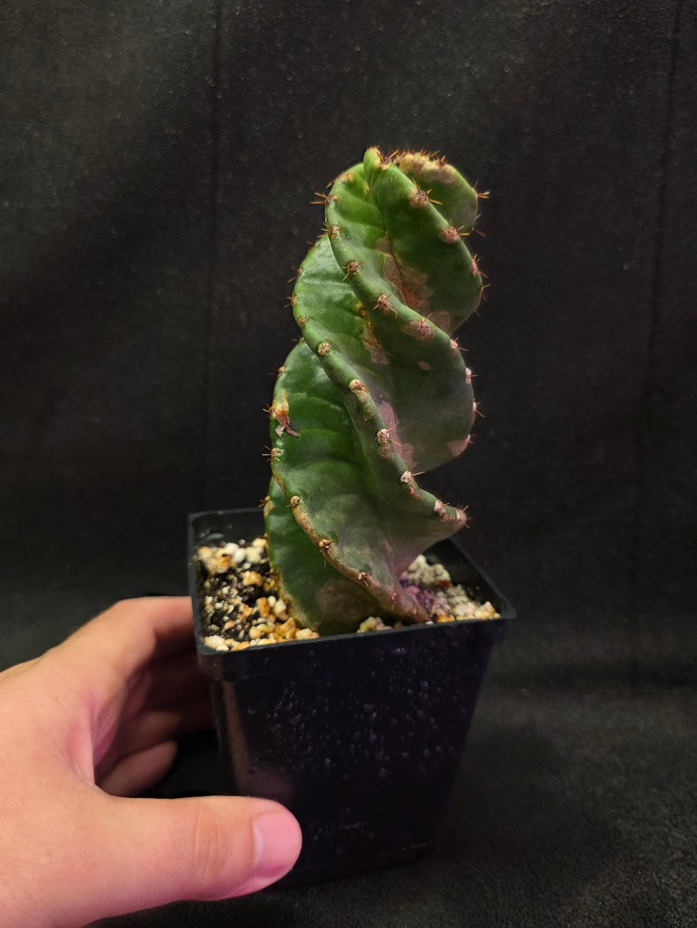 Spiral Cactus #06