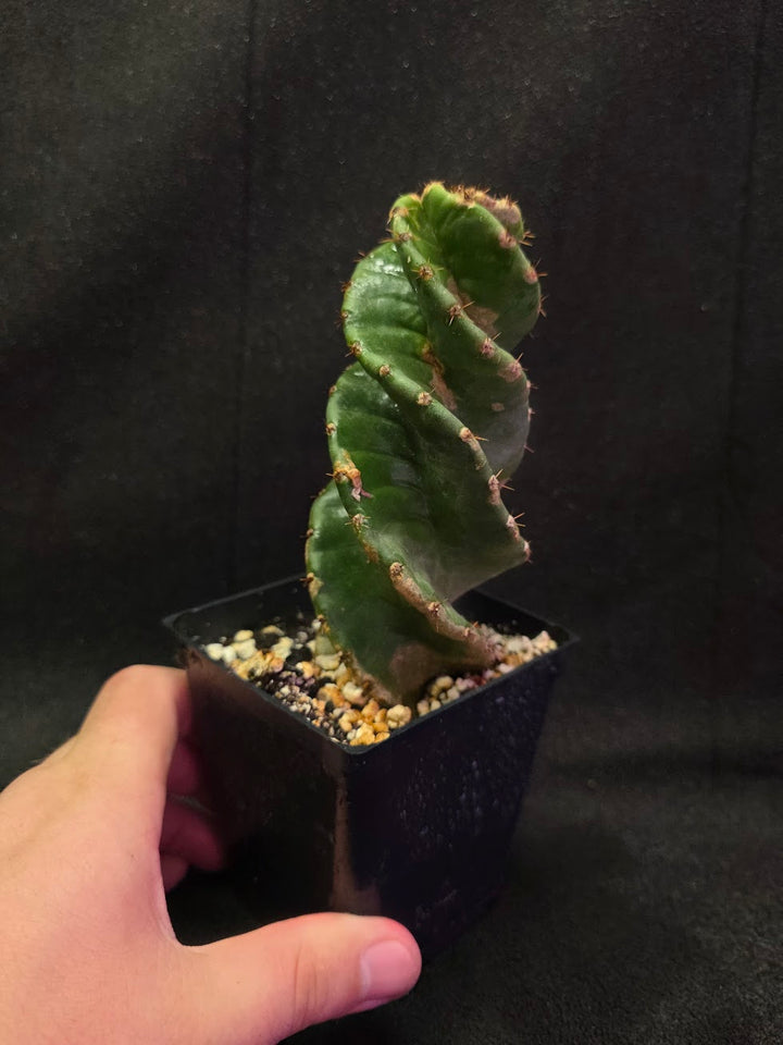 Spiral Cactus #06