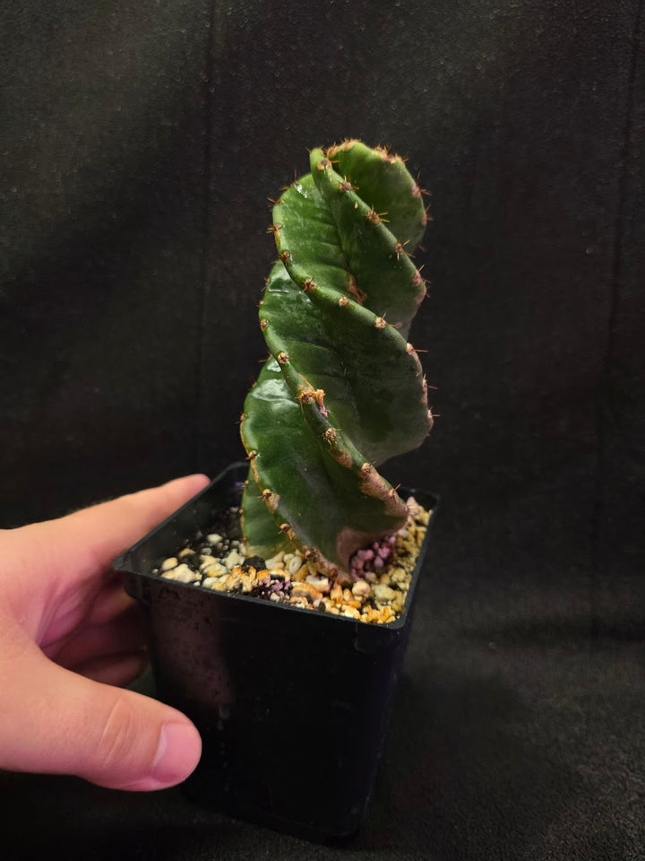 Spiral Cactus #06