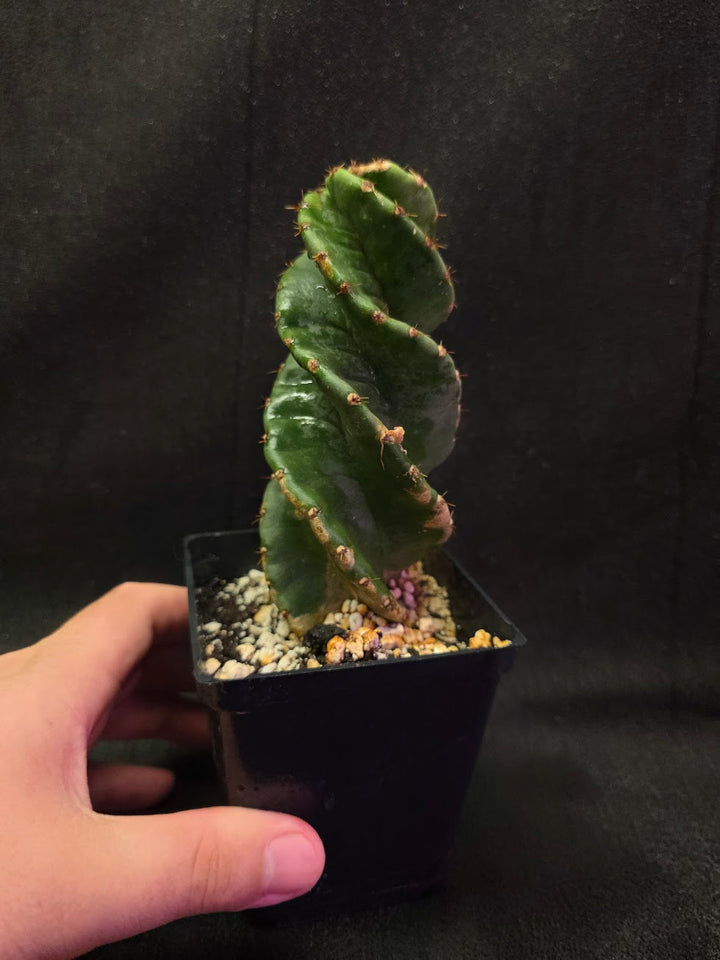 Spiral Cactus #06