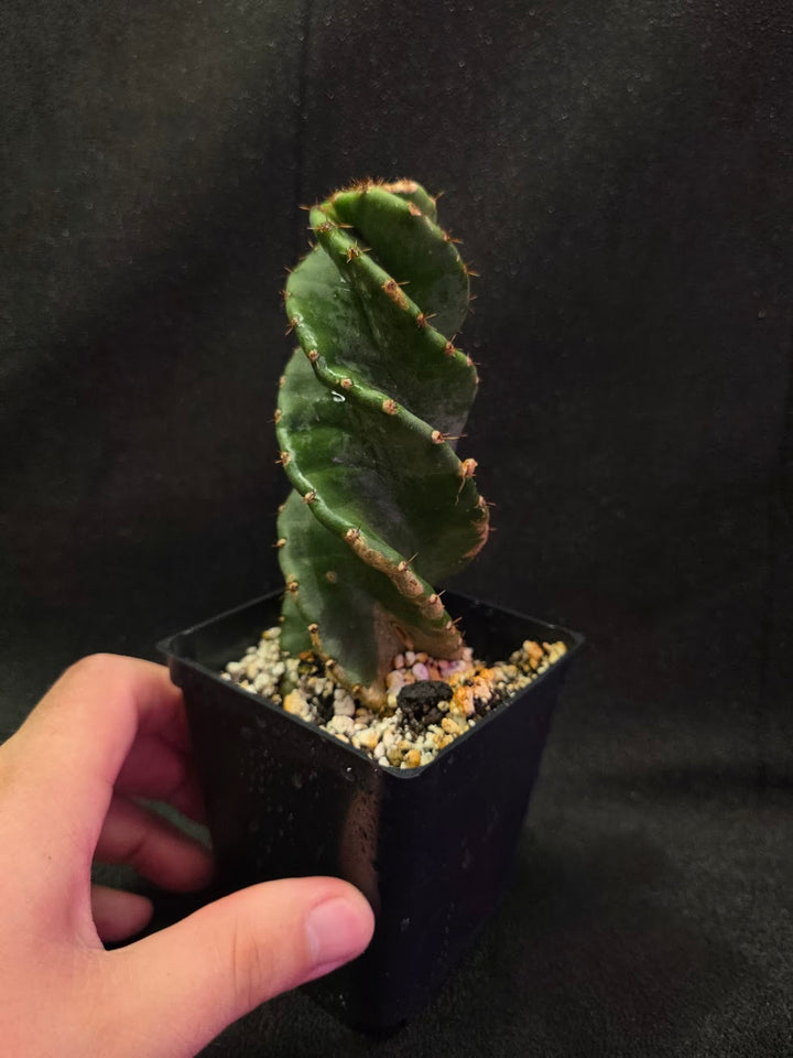 Spiral Cactus #06