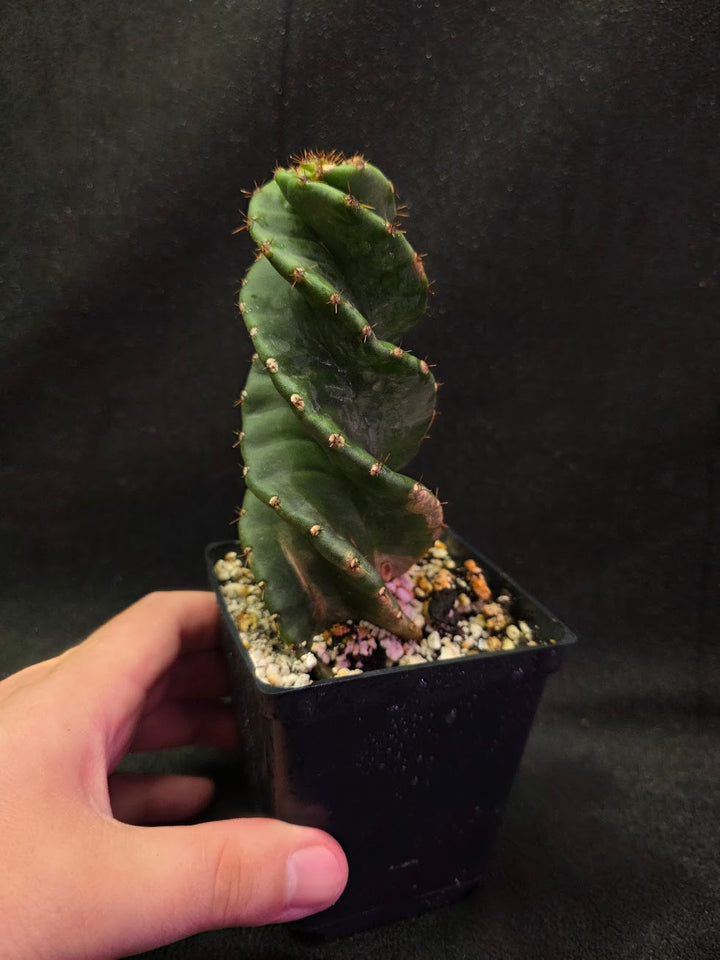 Spiral Cactus #06