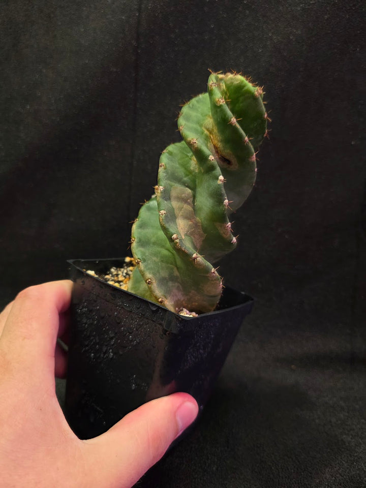 Spiral Cactus #06