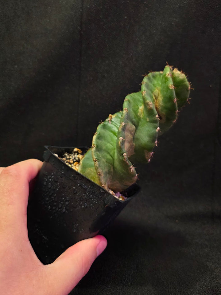 Spiral Cactus #06