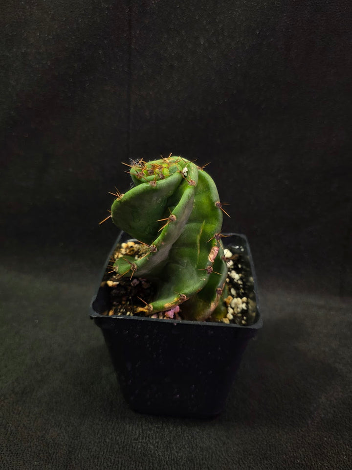 Spiral Cactus #07