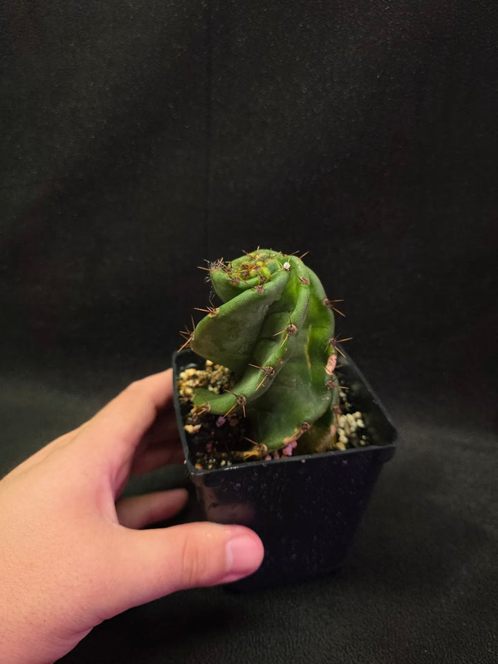 Spiral Cactus #07