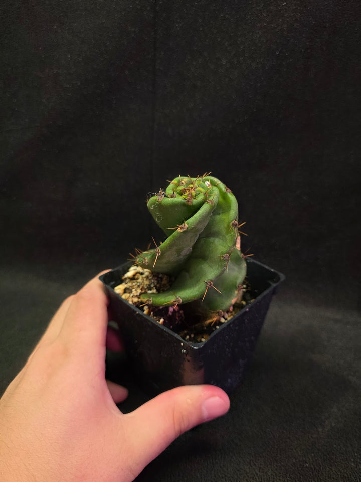 Spiral Cactus #07