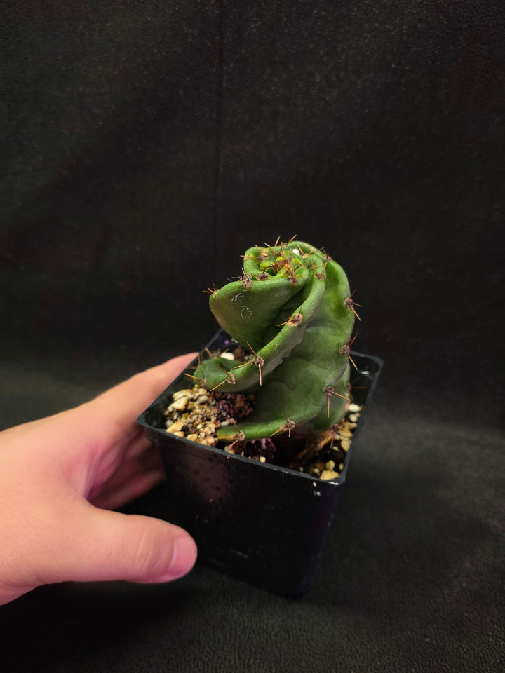 Spiral Cactus #07
