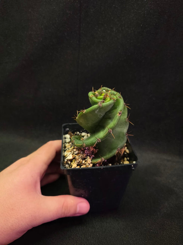 Spiral Cactus #07