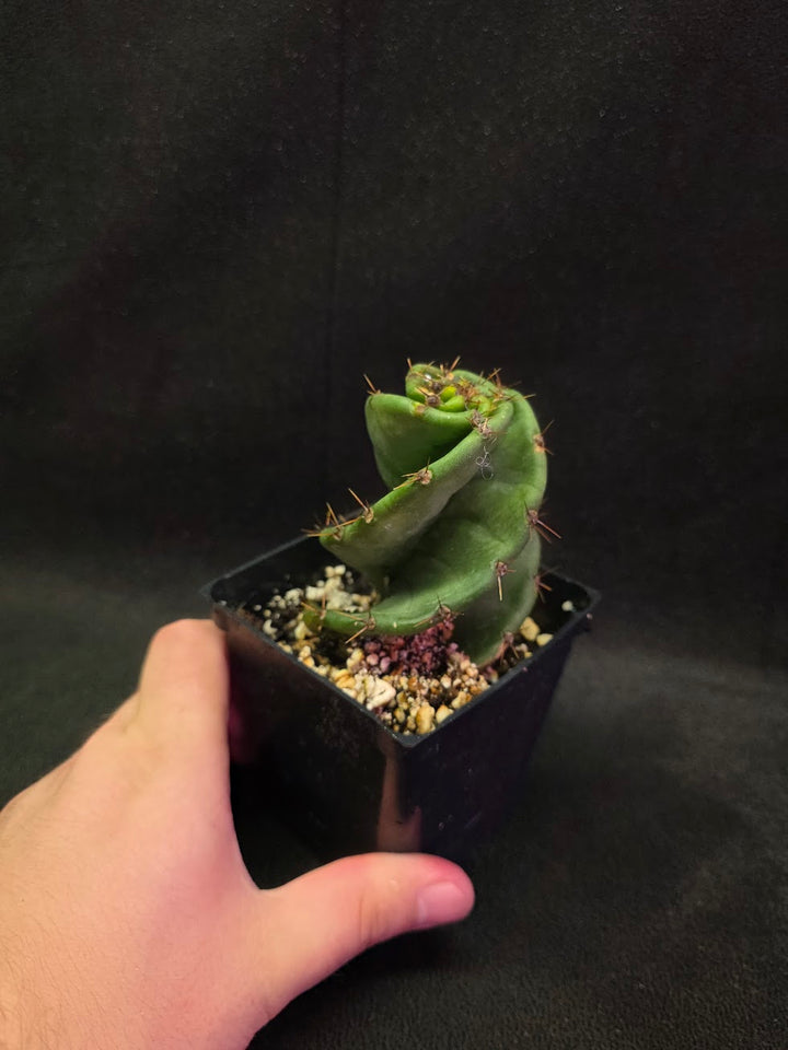 Spiral Cactus #07