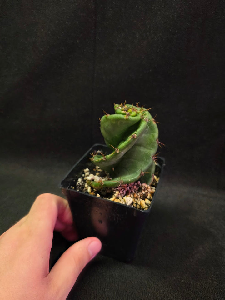 Spiral Cactus #07