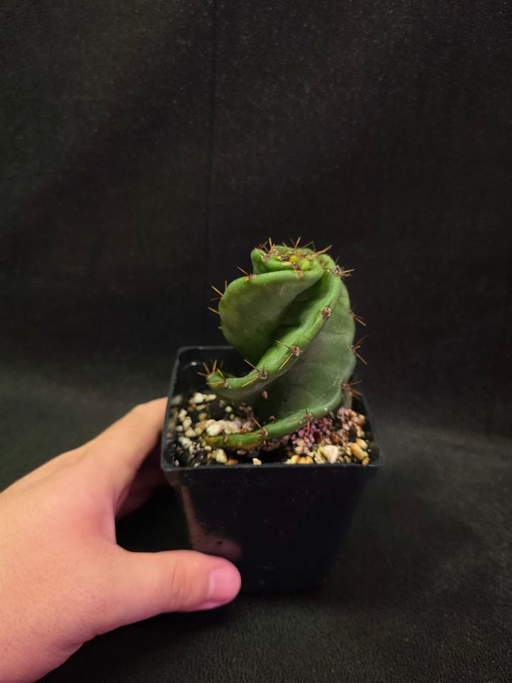 Spiral Cactus #07