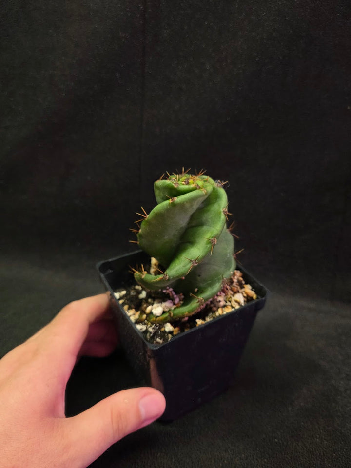Spiral Cactus #07