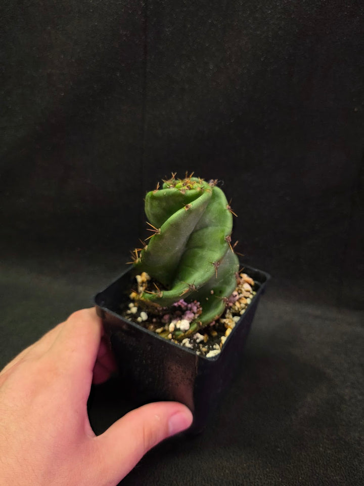 Spiral Cactus #07
