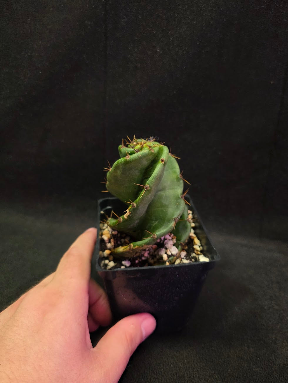 Spiral Cactus #07