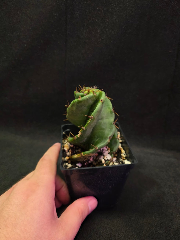 Spiral Cactus #07