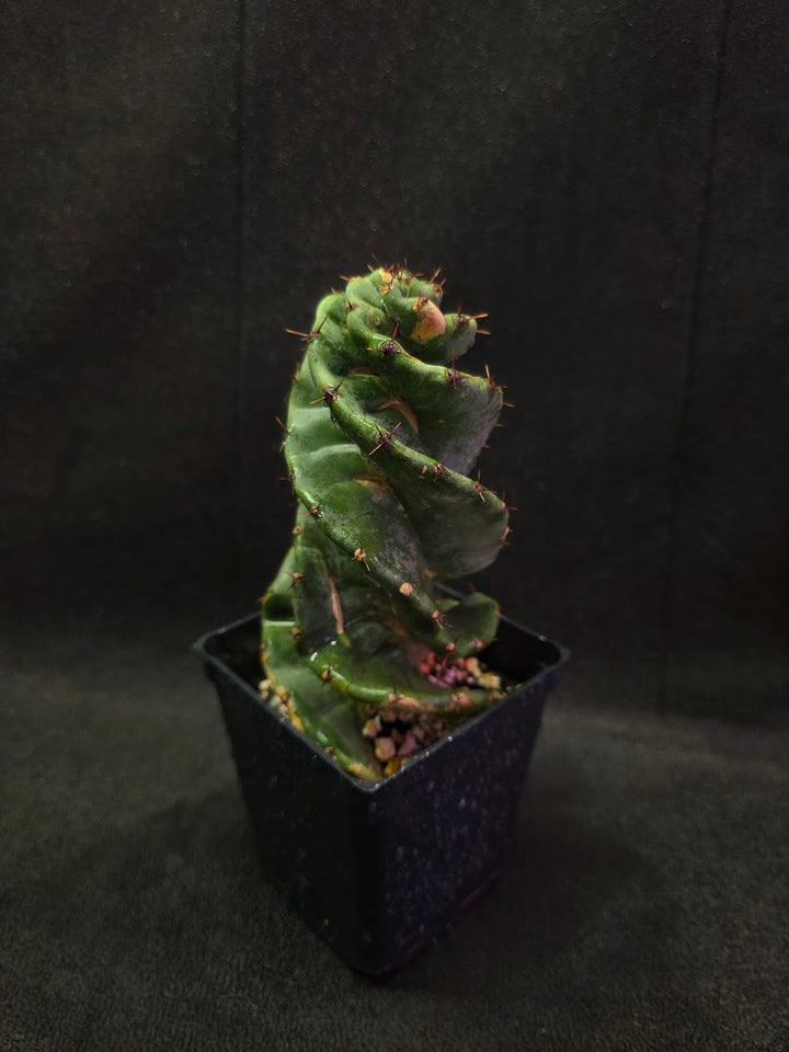 Spiral Cactus #08