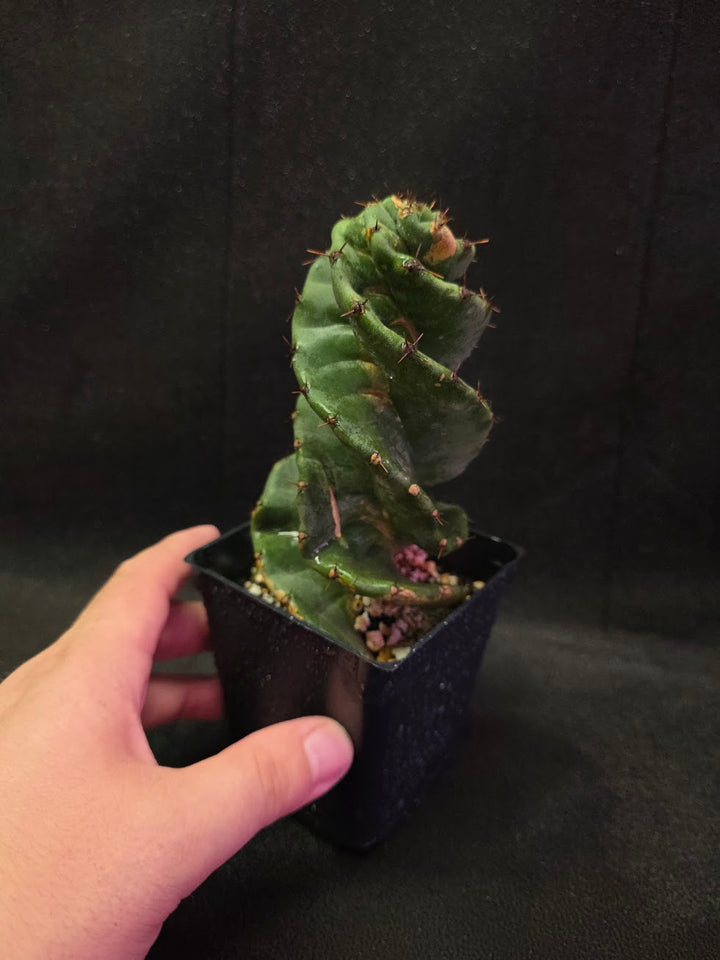 Spiral Cactus #08