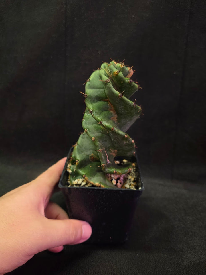 Spiral Cactus #08